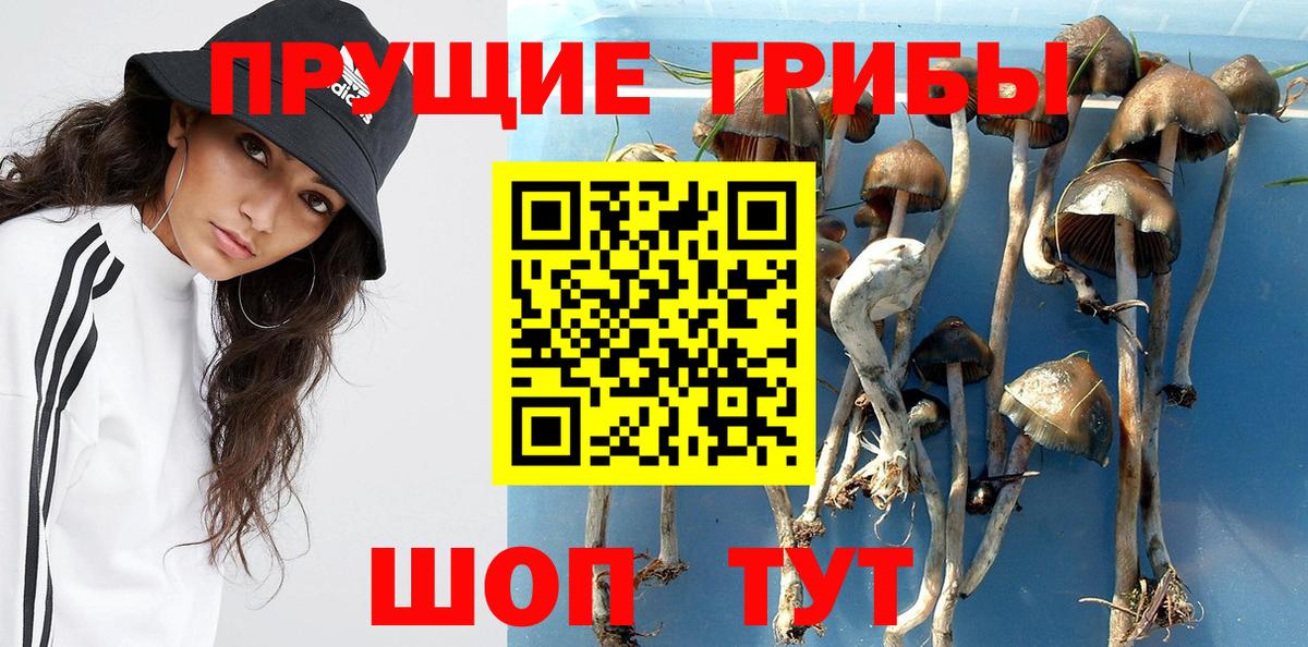 Псилоцибиновые грибы Psilocybine cubensis  Вход с VPN  Отрадное 